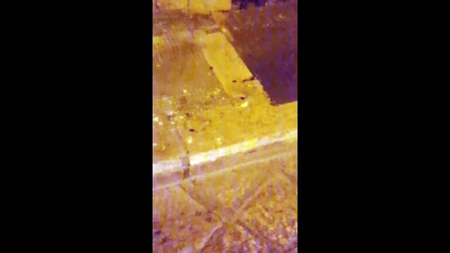 Andria: scarafaggi in via Ugo Bassi