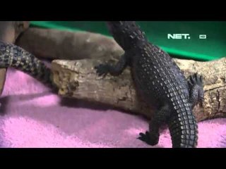 NET5 - Pusat rehabilitasi hewan liar