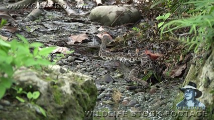 Yılan yılanı yiyor