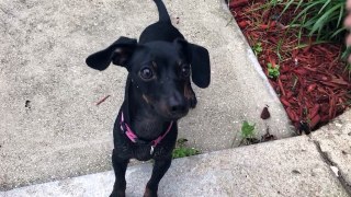 I want someone to look at me the way this Dachshund looks at her toy