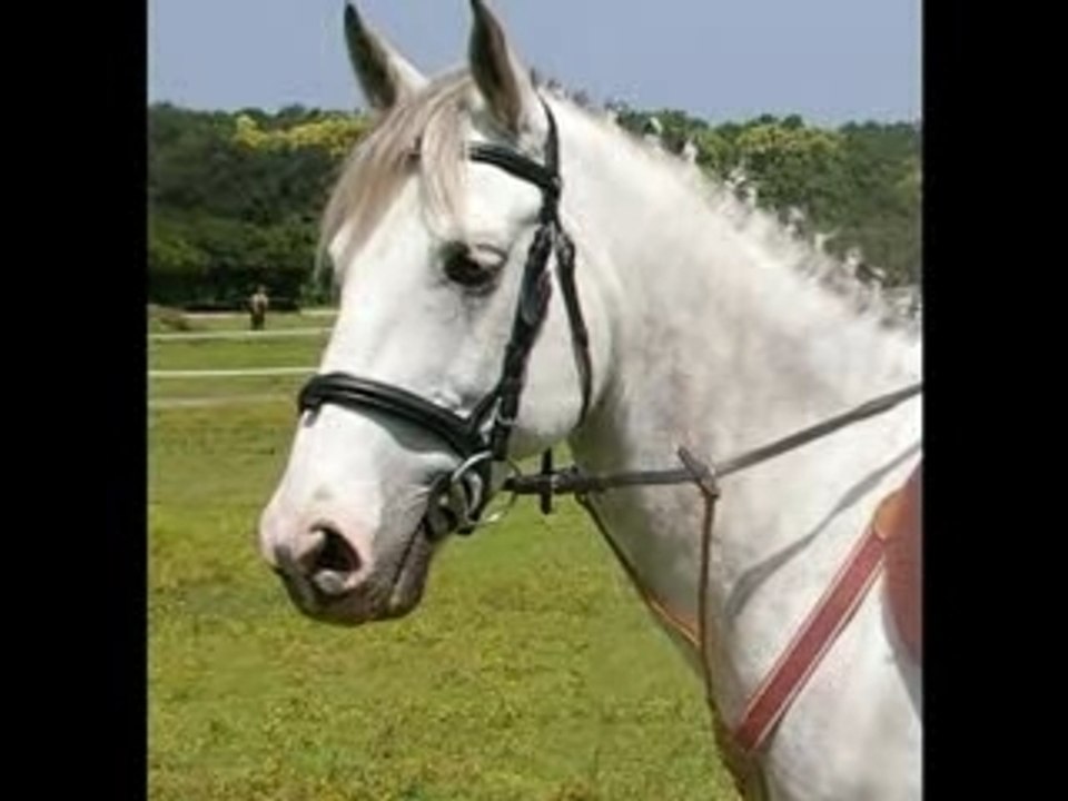 Poney club du val de saone