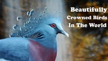 Top Most 5 Beautifully Crowned Birds in the World