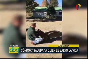 Argentina: cóndor baja de las alturas para saludar a quien le salvó la vida