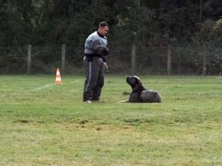 Concours ring st gaudens cane corso defense