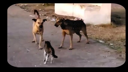 Dog Vs Cat Real Crazy Animal Fight