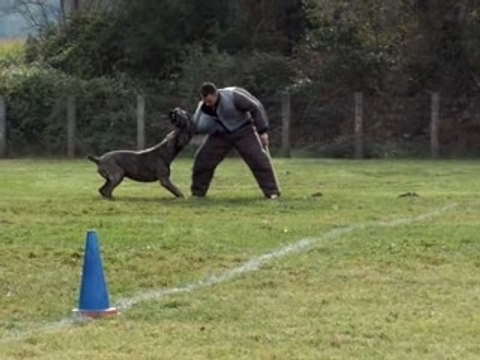 Concours ring st gaudens cane corso face