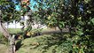 Miniature DailyMotion