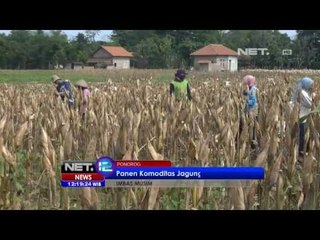NET12 - Jagung di Ponorogo dipanen lebih awal dengan harga jual merosot
