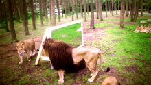 Comment réagissent les lions quand ils se voient dans le miroir