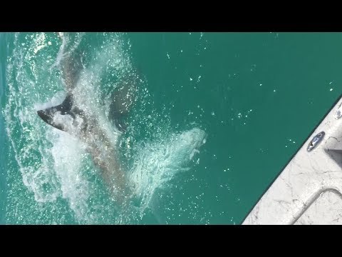 Sharks Take Tarpon from Fishermen in Boca Grande