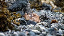 Newborn Fawn Born on the Beach