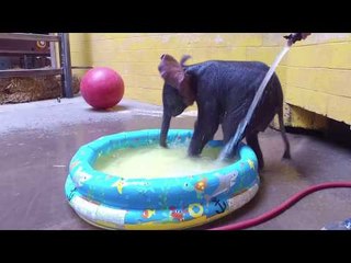 Pittsburgh Zoo's Elephant Calf Gets First Bath