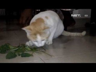 Download Video: NET17 - Akar kucing atau anting-anting merupakan tanaman favorit kucing