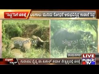 Ramanagar: Injured Wild Elephant Siddha Treatment Started After 52 Days