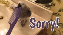 Naughty parrot chews comb and apologizes
