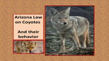 Will a Coyote ATTACK Coyote Behavior and Arizona Coyote L