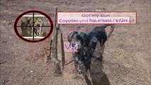 Hunting Coyotes with Catahoula Dog - The Hunt is