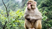 The Savior Monkeys of the Bolivian Amazon