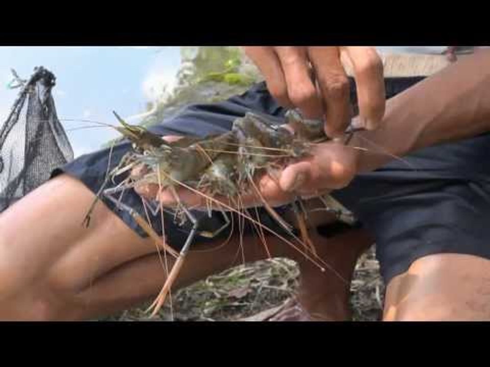 NET12 - Budidaya udang galah capai produksi 2 kali lipat di musim hujan