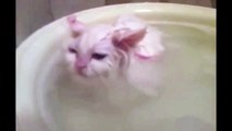 Funny Cats Enjoying Bath _ Cats That LOV