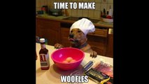 Funniest Dog Memes Of All Time