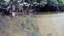 Mergulhando em apneia contemplativa na foz do rio Ubatumirim, Ubatuba, nas ondas e areias da praia e mata ciliar, Ubatuba, SP, Brasil, 2017