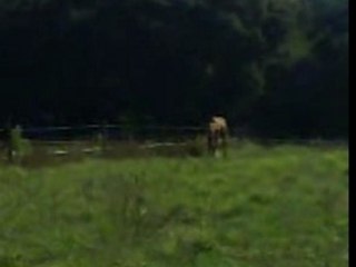 Ramsès et rêve en lib