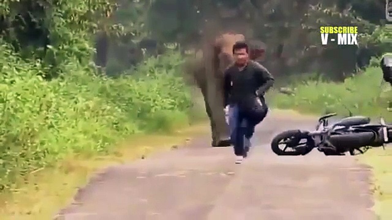 Mejor Momento Animales Ataque Humano