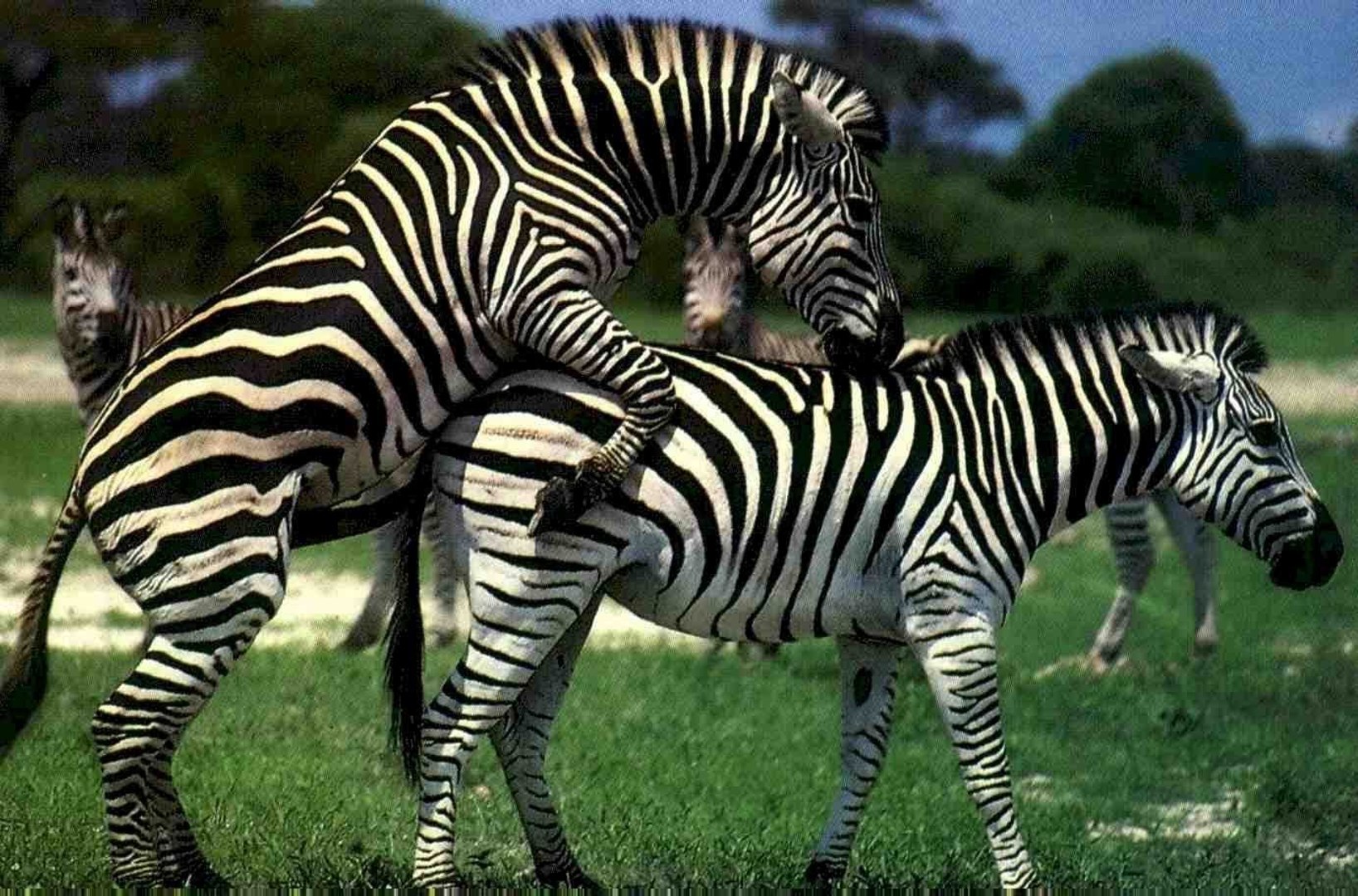 ⁣Mejores momentos de Zebras Apareamiento