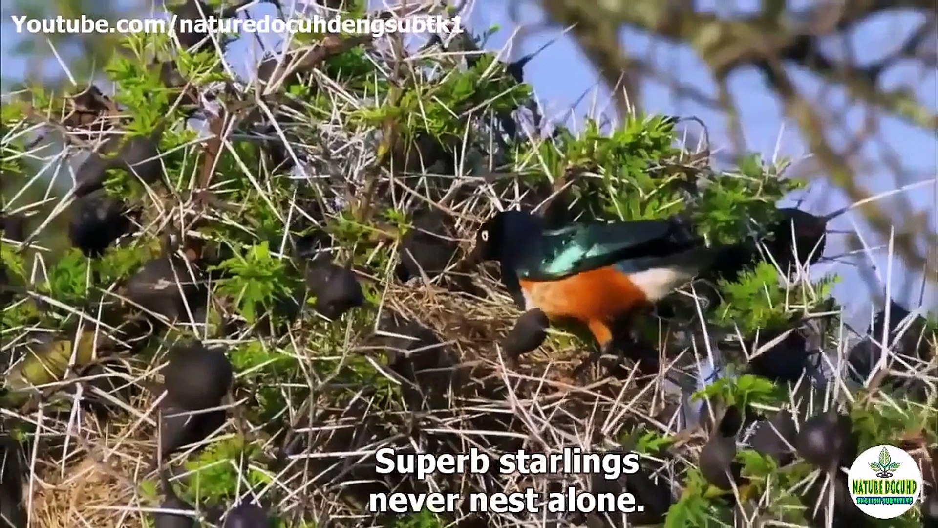 ⁣Animal Planet -  Nature's architects and builders Animal Homes Cities