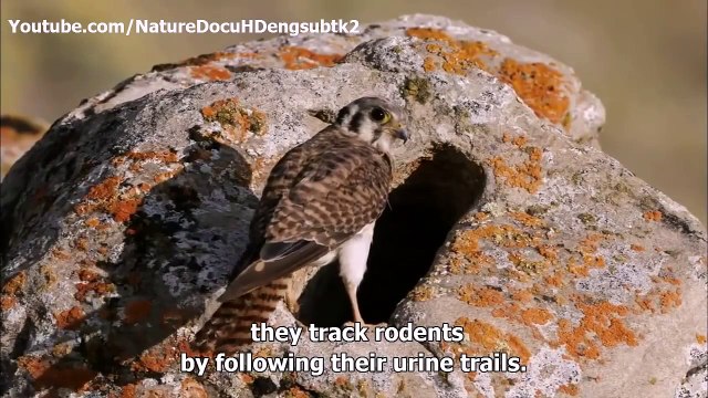 Animal Planet - Nature's best architects and builders Animal Homes