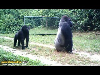 Anında İnşaat İzleyen Emmiye Evrilen Goril