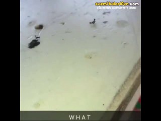 This Is Sparta Tarzında Karıncayı Boşluğa Bırakan Karınca