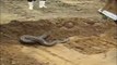 Top 10 Viral Videos 2017 Wow! Amazing Brave Man Boys Catch Cobra Longest Snake Python With H