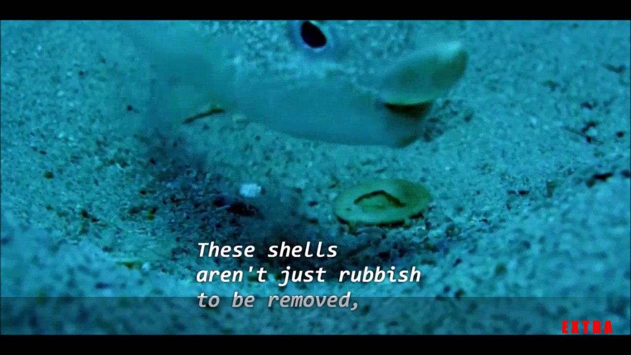 You will never look at a fish in the same way. Incredible!