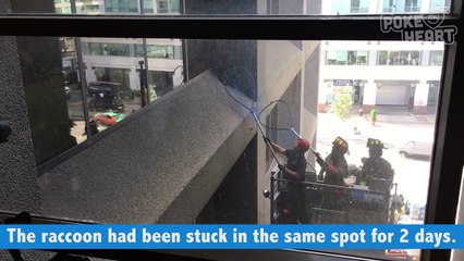 Amazing Baby Raccoon Rescue Video 2016 - Daily Heart Beat