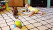 Cute Dogs and Babies Crawling Together - Adorable babies Compil