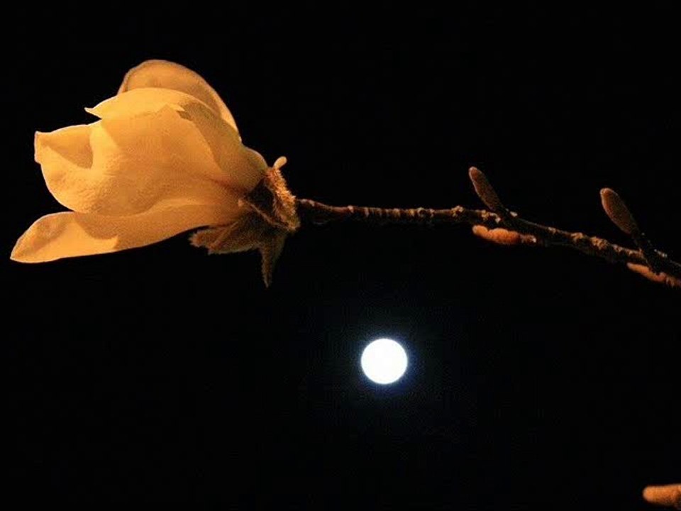 Tum Aur Fareb Khao Bayan E Raqeeb Se -- Farida Khanum, Ustad Sabri Khan Ghazals