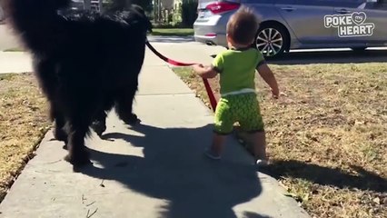Cute Baby Walks Giant Dog Video 2016 - Daily Heart Beat