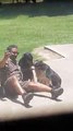 Adorable : un livreur se prend en selfie avec trois chiens, mais il ne savait pas qu’il était filmé !