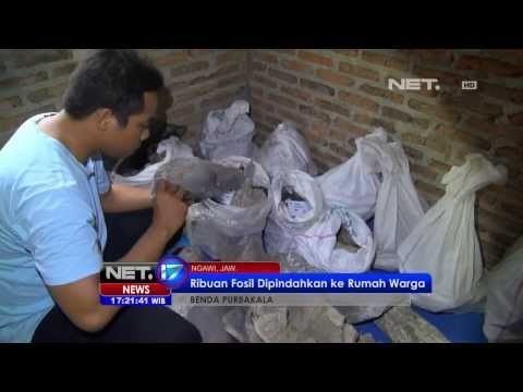 NET17 - Ribuan Fosil Manusia Purba di Museum Trinil Jatim Rawan Rusak dan Hilang