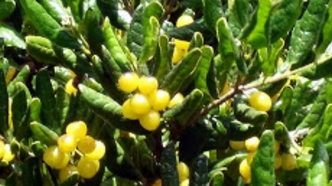 video2