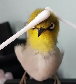 Cet oiseau aime tellement les calins qu'il en tombe en arrière