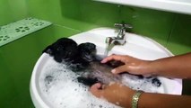 La vie de chien c'est cool surtout à l'heure du bain