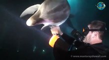 Entangled dolphin -asks- diver for help