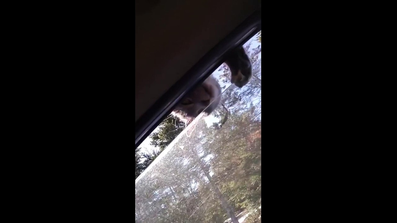 Funny cat tries to enter stranger's car