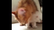 Kittens Talking and Playing with their Moms Compiladsation _ Cat mom hugs ba
