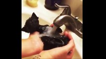 Funny Cats Enjoying Bath _ Cats That LdsaOVE Water Compilation