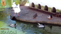 Funny Ducks playing in the water - Farm animals video for k