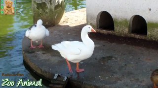 Funny Ducks playing in the water - Farm animals video for kids - Animals TV